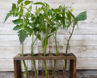 You Can Root Tomato Suckers! How to Turn August Prunings into a Free Fall Harvest