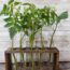 You Can Root Tomato Suckers! How to Turn August Prunings into a Free Fall Harvest