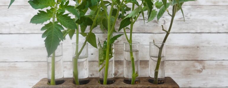 You Can Root Tomato Suckers! How to Turn August Prunings into a Free Fall Harvest