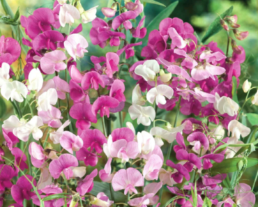 10 Flower-Forever Versions of Your Favourite Annual Blooms – Plant Once, Enjoy for Years 10 Flower-Forever Versions of Your Favourite Annual Blooms – Plant Once, Enjoy for Years