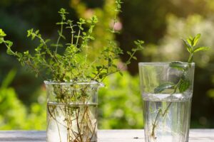 3 Easy Herb Cuttings You Can Root in Water This Fall – Plus, One That’s a Lot Easier than You Might Think