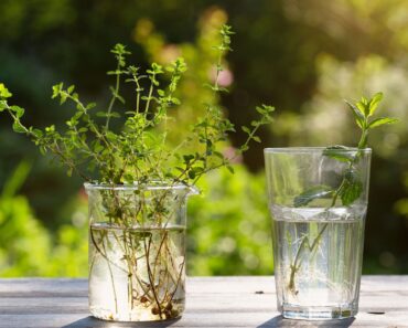 3 Easy Herb Cuttings You Can Root in Water This Fall – Plus, One That’s a Lot Easier than You Might Think
