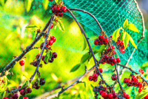 4 Foolproof Ways Protect Your Berries From Animals So You Can Actually Enjoy Your Harvest