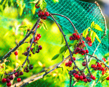 4 Foolproof Ways Protect Your Berries From Animals So You Can Actually Enjoy Your Harvest 4 Foolproof Ways Protect Your Berries From Animals So You Can Actually Enjoy Your Harvest