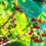 4 Foolproof Ways Protect Your Berries From Animals So You Can Actually Enjoy Your Harvest