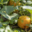 4 Tasks to Do in September to Prevent Pests Next Spring – and 1 Common Mistake to Avoid