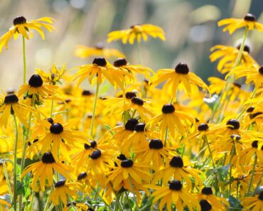 5 Self-Sowing Flowers That Bloom in Fall – for Easy Autumn Color That Returns Year After Year