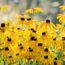 5 Self-Sowing Flowers That Bloom in Fall – for Easy Autumn Color That Returns Year After Year