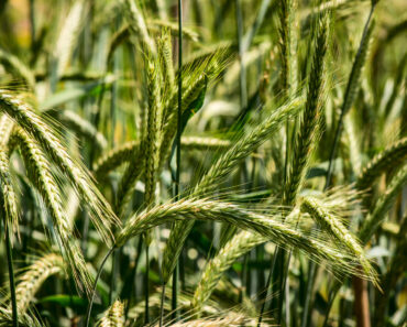 6 Fast-Growing Cover Crops to Sow in September for Richer Soil by Spring