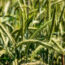 6 Fast-Growing Cover Crops to Sow in September for Richer Soil by Spring