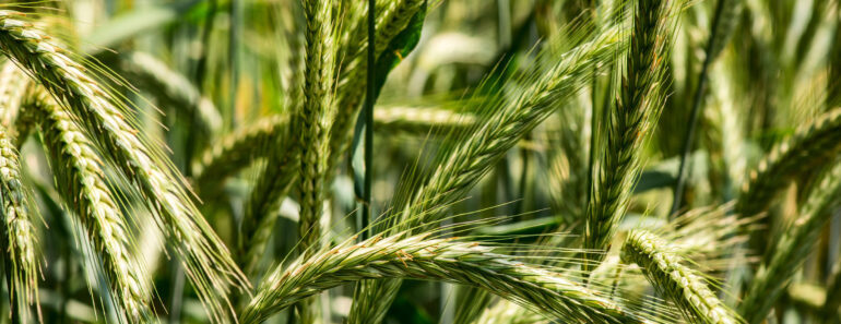6 Fast-Growing Cover Crops to Sow in September for Richer Soil by Spring 6 Fast-Growing Cover Crops to Sow in September for Richer Soil by Spring