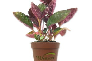 6 Purple Houseplants That Add Instant Drama To Your Home – And They’re Low Maintenance, Too!