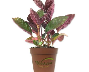 6 Purple Houseplants That Add Instant Drama To Your Home – And They’re Low Maintenance, Too! 6 Purple Houseplants That Add Instant Drama To Your Home – And They’re Low Maintenance, Too!