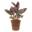 6 Purple Houseplants That Add Instant Drama To Your Home – And They’re Low Maintenance, Too!