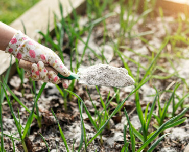 6 Smart Ways to Reuse Spent Tomato Vines (That’s Not Just Putting Them in Your Compost)
