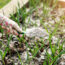 6 Smart Ways to Reuse Spent Tomato Vines (That’s Not Just Putting Them in Your Compost)