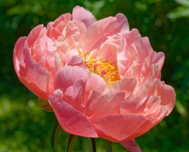 6 Surefire Flowers to Plant in October for Stronger Growth and a Garden Brimming With Blooms Next Summer