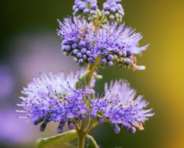 7 Low-Maintenance Fall Flowers That Look Spectacular With Barely Any Effort 7 Low-Maintenance Fall Flowers That Look Spectacular With Barely Any Effort