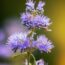 7 Low-Maintenance Fall Flowers That Look Spectacular With Barely Any Effort