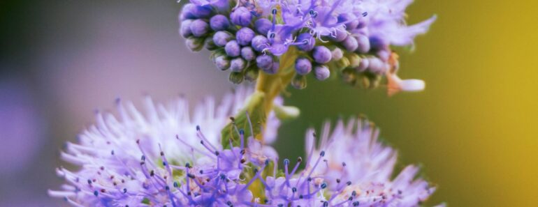 7 Low-Maintenance Fall Flowers That Look Spectacular With Barely Any Effort 7 Low-Maintenance Fall Flowers That Look Spectacular With Barely Any Effort