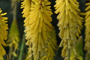 7 Stunning Flowers You’ve Never Heard Of – And September Is the Perfect Time to Plant Them
