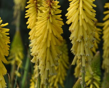 7 Stunning Flowers You’ve Never Heard Of – And September Is the Perfect Time to Plant Them 7 Stunning Flowers You’ve Never Heard Of – And September Is the Perfect Time to Plant Them