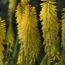 7 Stunning Flowers You’ve Never Heard Of – And September Is the Perfect Time to Plant Them
