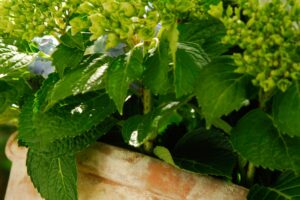 8 Popular Plants That Never Flourish in a Terracotta Pot – in Fact, They’re Far More Likely to Die