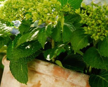 8 Popular Plants That Never Flourish in a Terracotta Pot – in Fact, They’re Far More Likely to Die