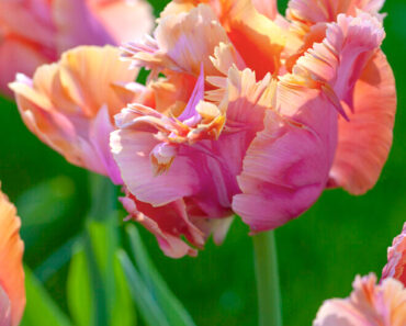 9 Bulbs to Plant in October for Striking Fuss-Free Flowers Come Spring – Even Beginner Gardeners Will Get Great Results