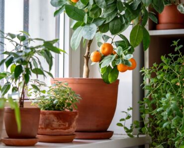 Amal and George Clooney’s Greenhouse Shows How to Create a Lush Container Garden in the Smallest Spaces Amal and George Clooney’s Greenhouse Shows How to Create a Lush Container Garden in the Smallest Spaces