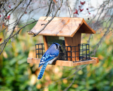Birds Ignoring Your New Feeder? Try These 7 Simple Fixes to Tempt Them In Birds Ignoring Your New Feeder? Try These 7 Simple Fixes to Tempt Them In