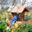 Birds Ignoring Your New Feeder? Try These 7 Simple Fixes to Tempt Them In