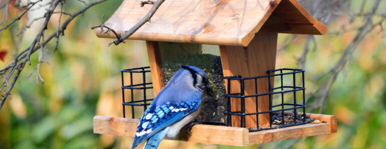 Birds Ignoring Your New Feeder? Try These 7 Simple Fixes to Tempt Them In Birds Ignoring Your New Feeder? Try These 7 Simple Fixes to Tempt Them In