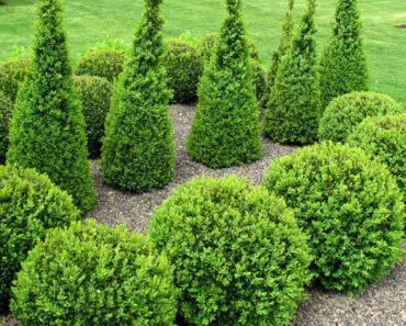 Bye Bye, Boxwood – These 6 Lollipop Evergreens Will Give You Year-Round Curb Appeal Even in Small Spaces Bye Bye, Boxwood – These 6 Lollipop Evergreens Will Give You Year-Round Curb Appeal Even in Small Spaces