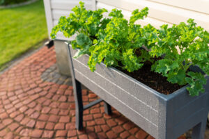 Check Self-Watering Pots and Raised Beds Have this Vital Feature in September or Risk Drowning Your Plants