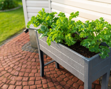 Check Self-Watering Pots and Raised Beds Have this Vital Feature in September or Risk Drowning Your Plants Check Self-Watering Pots and Raised Beds Have this Vital Feature in September or Risk Drowning Your Plants