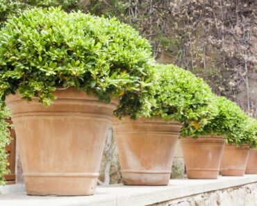 Dakota Johnson’s Container Garden Idea Is Deceptively Simple – and It Works Anywhere