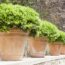 Dakota Johnson’s Container Garden Idea Is Deceptively Simple – and It Works Anywhere