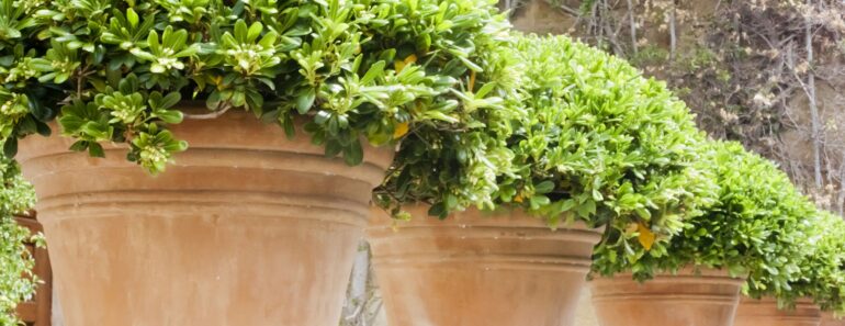 Dakota Johnson’s Container Garden Idea Is Deceptively Simple – and It Works Anywhere Dakota Johnson’s Container Garden Idea Is Deceptively Simple – and It Works Anywhere