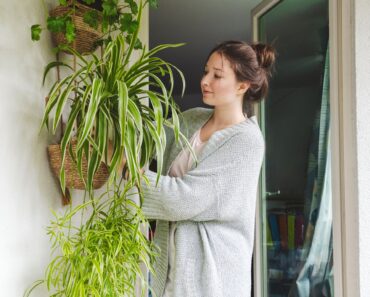 Do This with Your Spider Plant This September to Get Maximum Spiderettes