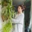 Do This with Your Spider Plant This September to Get Maximum Spiderettes