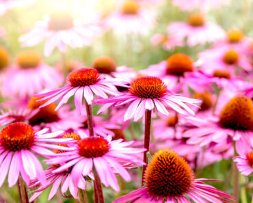 Don’t Cut Back These 5 Perennials Too Soon! They Add Multi-Season Interest, If You Leave Them Alone in Fall