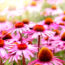 Don’t Cut Back These 5 Perennials Too Soon! They Add Multi-Season Interest, If You Leave Them Alone in Fall