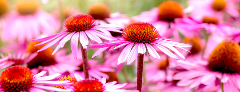 Don’t Cut Back These 5 Perennials Too Soon! They Add Multi-Season Interest, If You Leave Them Alone in Fall Don’t Cut Back These 5 Perennials Too Soon! They Add Multi-Season Interest, If You Leave Them Alone in Fall