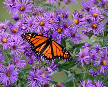Every Garden Needs One Autumn Plant Bees & Butterflies Can’t Resist – Grow These 5 Pollinator Magnets for an Unforgettable Fall Feast Every Garden Needs One Autumn Plant Bees & Butterflies Can’t Resist – Grow These 5 Pollinator Magnets for an Unforgettable Fall Feast