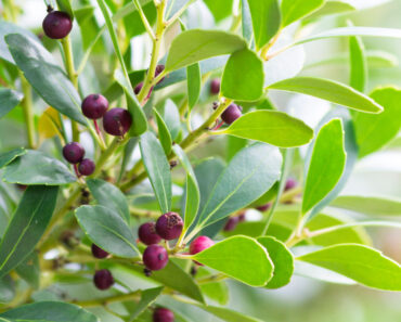 Every Garden Needs One Evergreen That Thrives On Neglect – Here Are 7 Of The Best To Plant Every Garden Needs One Evergreen That Thrives On Neglect – Here Are 7 Of The Best To Plant