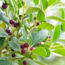 Every Garden Needs One Evergreen That Thrives On Neglect – Here Are 7 Of The Best To Plant