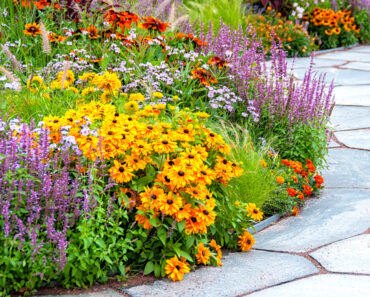 Every Garden Needs One Plant That Can Handle Drought – These 7 Still Look Good in Early Fall Dry Spells
