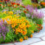 Every Garden Needs One Plant That Can Handle Drought – These 7 Still Look Good in Early Fall Dry Spells